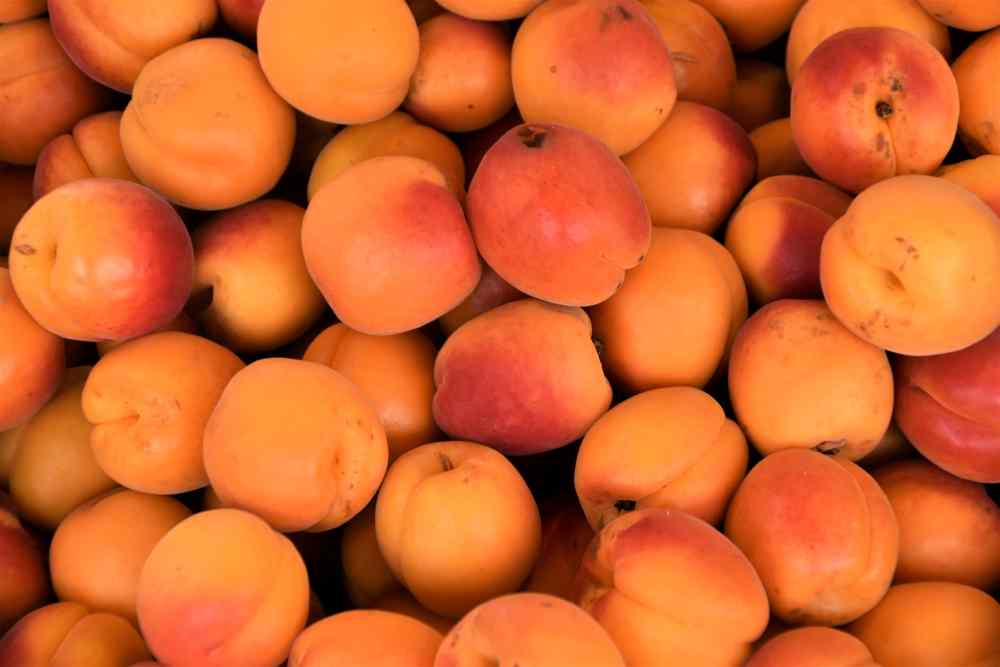 Apricot Fruit image Apricot Fruit photo